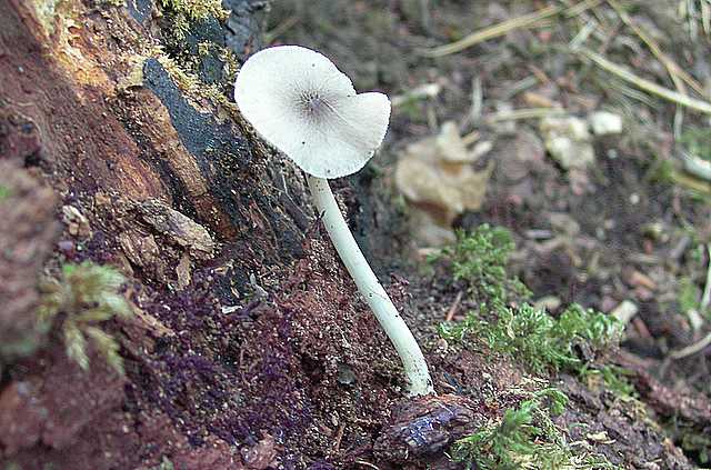 Pluteus   pseudorobertii   M.M. Moser